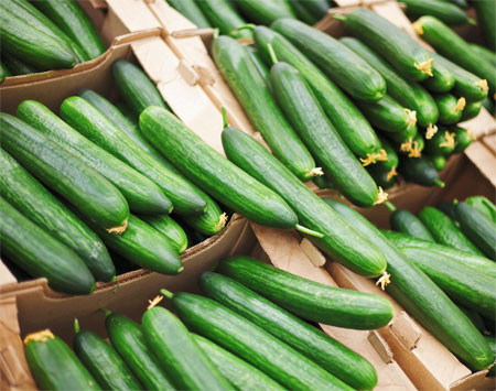 Greenhouse cucumbers